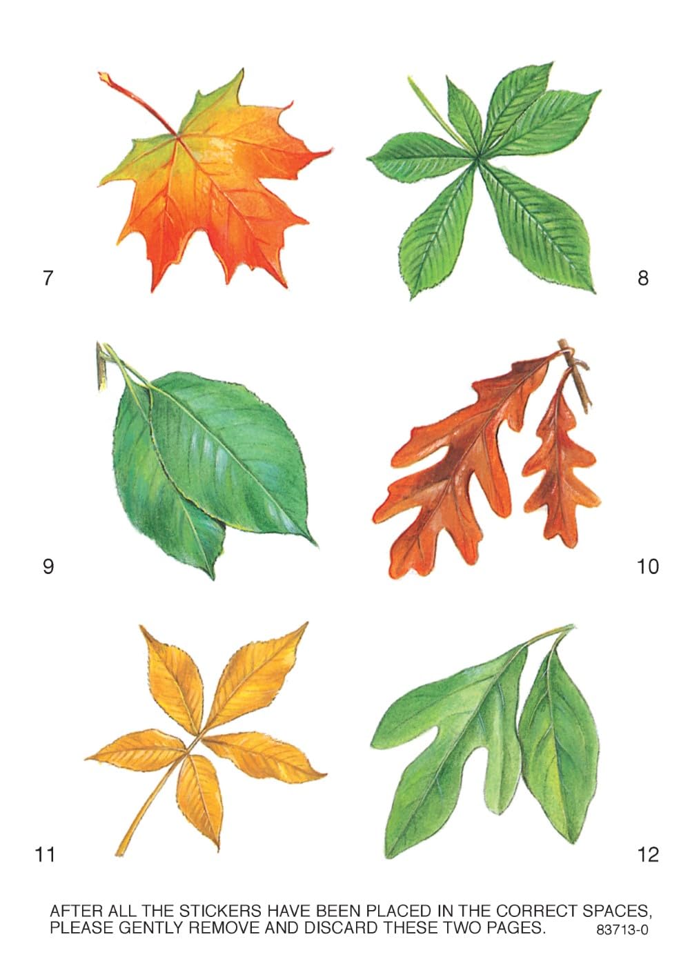 Learning About Leaves: With 12 Stickers (Dover Little Activity Books: Nature)