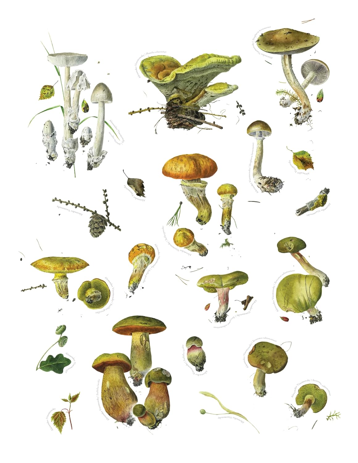 Mushroom Sticker Book for Adults & Teens, 175 Nature Stickers by Alexander Viazmensky, Fungi Art, Scrapbooking, Journaling & Crafts, 8 Pages, Softcover, 8.5” x 11”