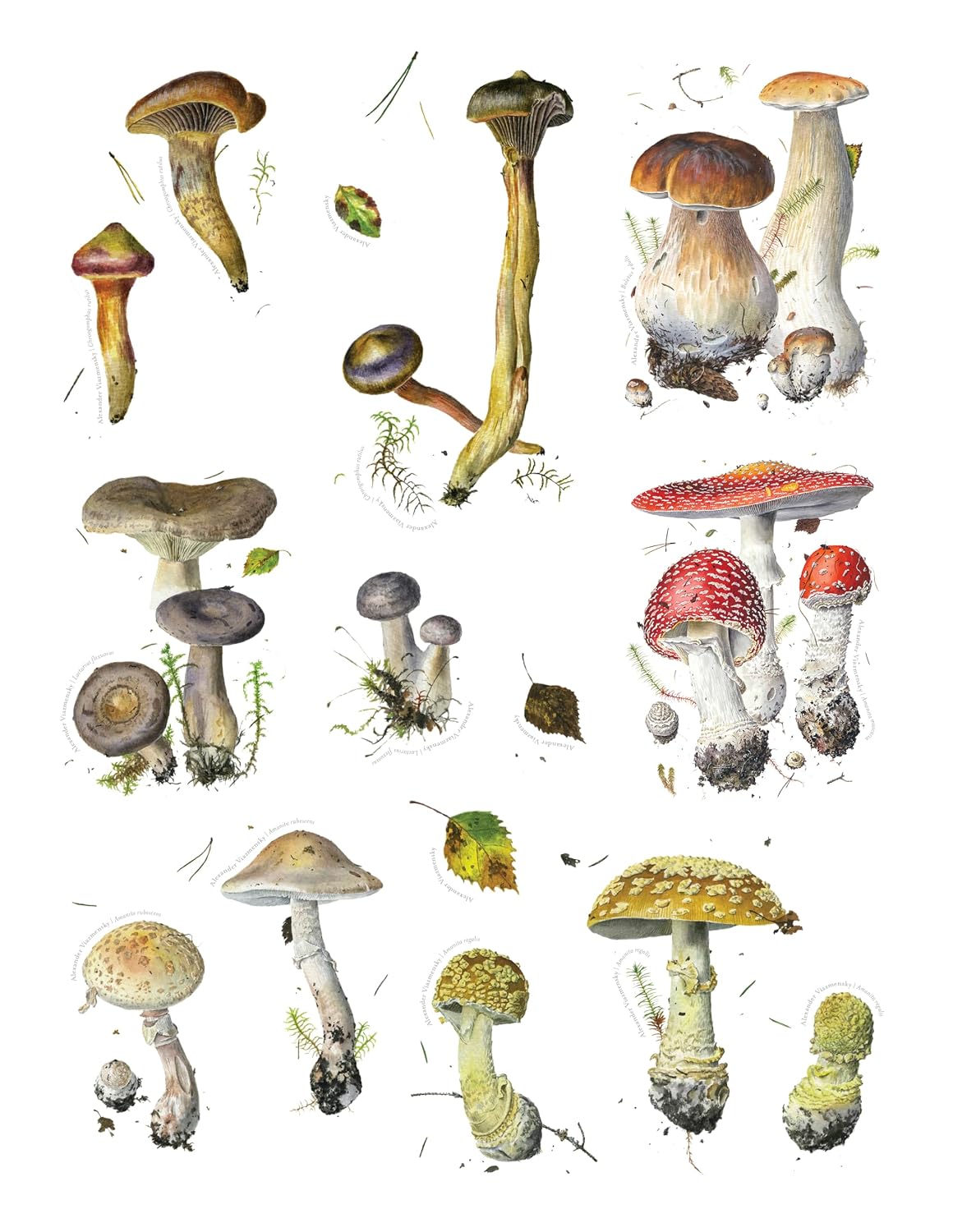 Mushroom Sticker Book for Adults & Teens, 175 Nature Stickers by Alexander Viazmensky, Fungi Art, Scrapbooking, Journaling & Crafts, 8 Pages, Softcover, 8.5” x 11”