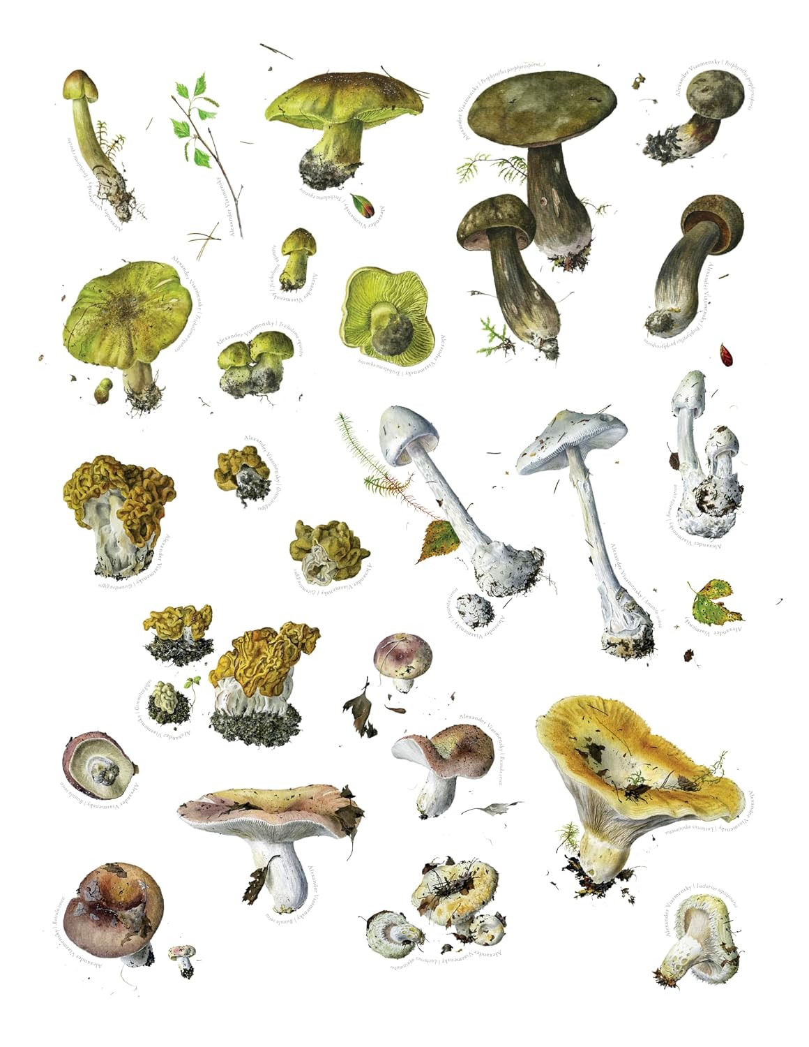 Mushroom Sticker Book for Adults & Teens, 175 Nature Stickers by Alexander Viazmensky, Fungi Art, Scrapbooking, Journaling & Crafts, 8 Pages, Softcover, 8.5” x 11”